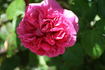 Chateau Frontenac rose photo