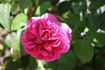 Chateau Frontenac rose photo