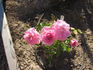 Heidi rose photo