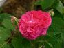 Invincible rose photo
