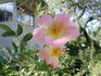 1-72-1DLFED5 rose photo