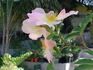 1-72-1DLFED5 rose photo