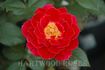 Hope and Joy rose photo