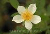 Simplex rose photo