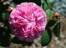 Bella Donna rose photo