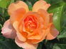 Southampton rose photo
