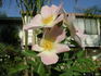1-72-1DLFED5 rose photo