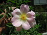 1-72-1DLFED5 rose photo