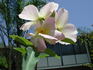 1-72-1DLFED5 rose photo