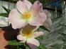 1-72-1DLFED5 rose photo