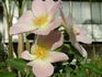 1-72-1DLFED5 rose photo