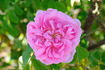 Alphonse Maillé rose photo