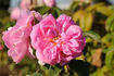 Alphonse Maillé rose photo
