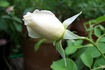 Weisses Meer rose photo