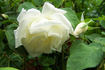 Weisses Meer rose photo