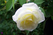 Weisses Meer rose photo