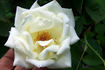 Weisses Meer rose photo