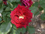 Don Bosco rose photo