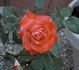 Maggie Barry rose photo