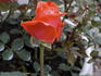 Maggie Barry rose photo