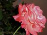 Maggie Barry rose photo