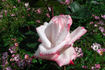 Comtesse Brigitte Chandon Moët rose photo