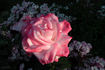 Comtesse Brigitte Chandon Moët rose photo