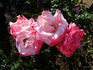 Comtesse Brigitte Chandon Moët rose photo
