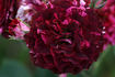 Belle d'Espinouse rose photo