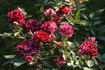 Belle d'Espinouse rose photo