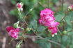 Enchantress (hybrid tea, John Cook rose photo