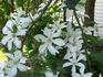 John Huxtable clematis photo