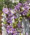 Prince Charles clematis photo