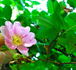 <i>Rosa corymbulosa</i> Rolfe rose photo