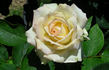 Caledonia™ rose photo