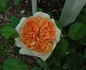Apricot Sky rose photo