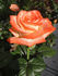 Farfalla® rose photo
