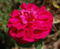 Alexandre Dupont rose photo