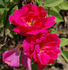 H. V. Machin, Cl. rose photo