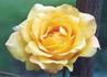 Concorde ® 92 rose photo