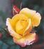 Concorde ® 92 rose photo