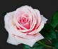 Pink Osiana rose photo