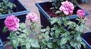Fragrant Rhapsody ™ rose photo
