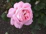 Charlie ™ rose photo