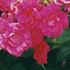 Improved Lafayette rose photo