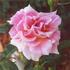 Pink Talisman rose photo
