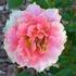 Pink Talisman rose photo