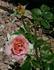Pink Talisman rose photo