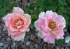 Pink Talisman rose photo