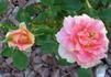 Pink Talisman rose photo